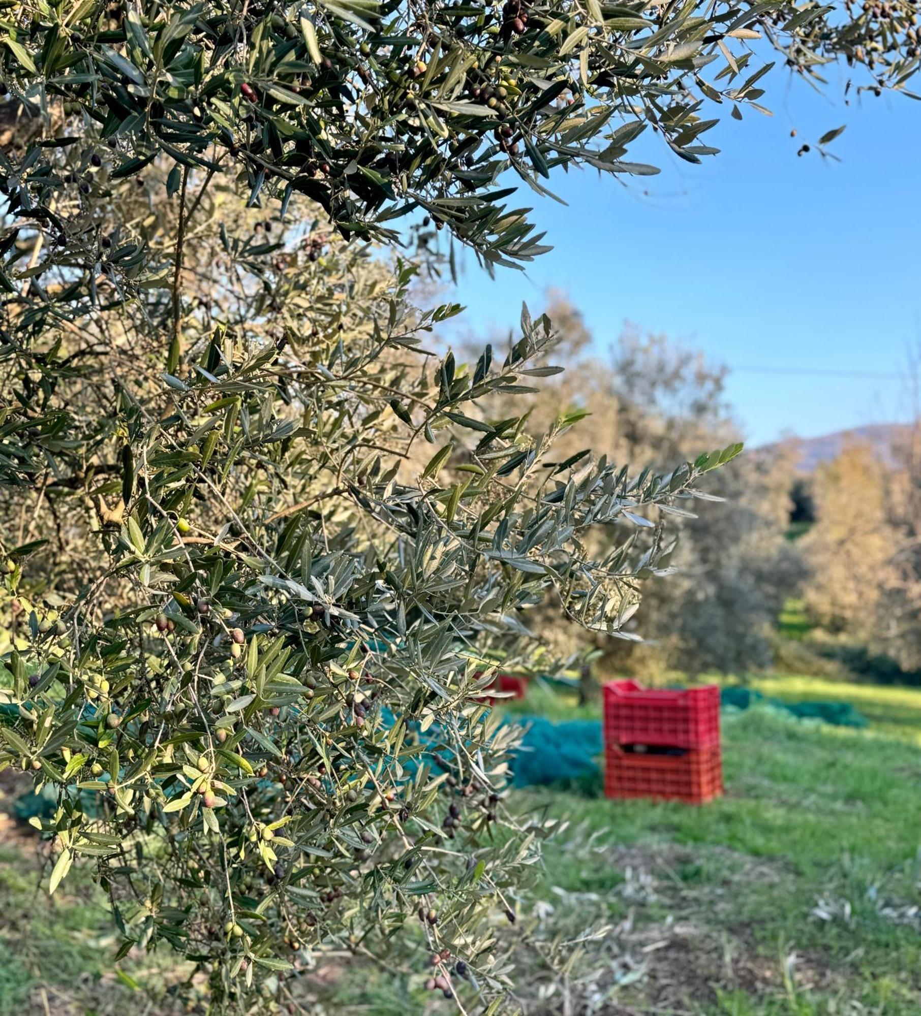 Podere Il Casone เซอราวาเลพิสโตเยเซ ภายนอก รูปภาพ